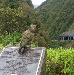 A friendly Kea