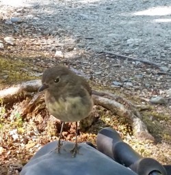 Friendly Robin on the Routeburn Track