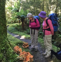 Hollyford Track Giant Mushrooms