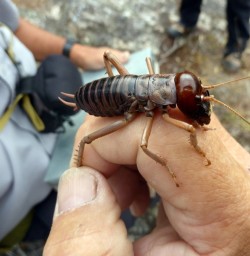 Giant Weta Mou Waho Island