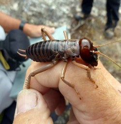 Giant Weta Mou Waho Island