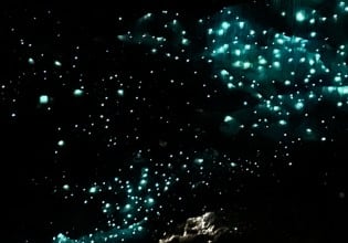 Glowworms in Waitomo Caves