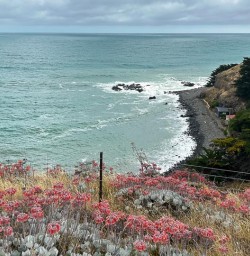 Goldy Head 20JAN25 1