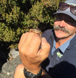 New Zealand Creepy-Crawly