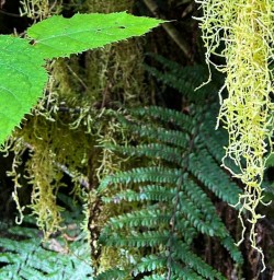 Hike Paparoa National Park forest 03FEB25