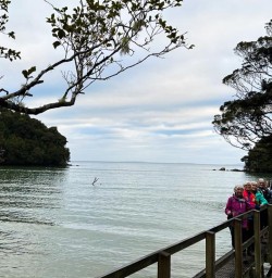 Hike Stewart Island Rakiura Track 01APR25
