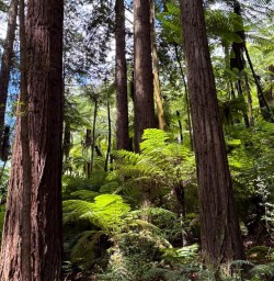 Hike Whakarewarewa Forest 18FEB25