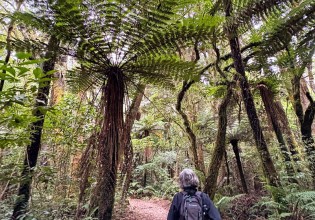 Hiking Pureora Forest Great Walk Adventure North