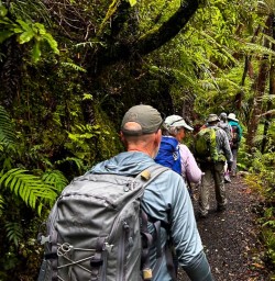 Hiking Waiomu Kauri Grove 18FEB25