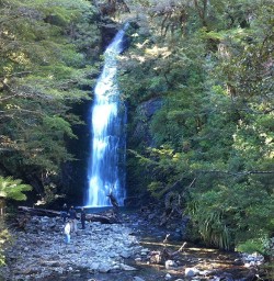 Hollyford Track Walking