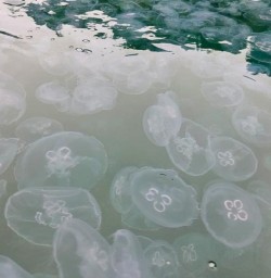 Jellyfish Queen Charlotte Sound M03MAR25