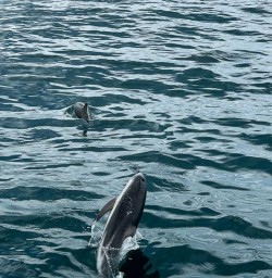 Kaikoura Dolphins 20JAN25