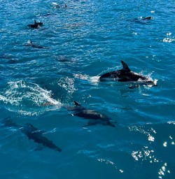 Kaikoura Peninsula G10MAR25