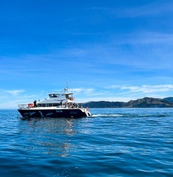 Kaikoura Peninsula dolphin tour G24FEB25