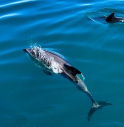 Kaikoura boat tour G24FEB25