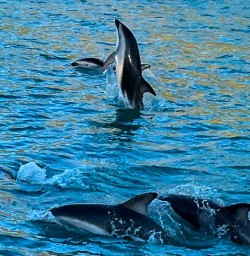  Kaikoura dolphin 03FEB25 2