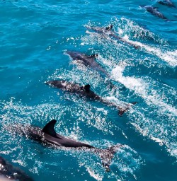 Kaikoura dolphin cruise GE10FEB25