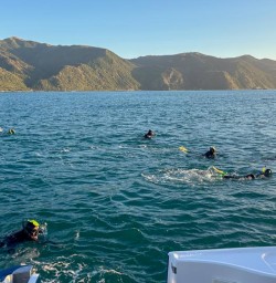 Kaikoura dolphin experience M17MAR25