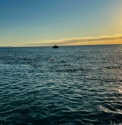 Kaikoura dolphin swim 03FEB25 2