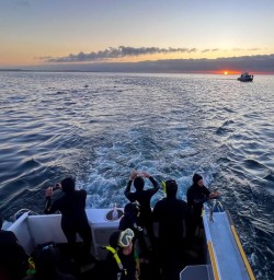 Kaikoura dolphin swim 17FEB25