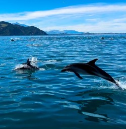 Kaikoura dolphin swim G24FEB25