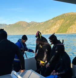 Kaikoura dolphin swim M03MAR25
