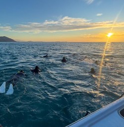 Kaikoura dolphin swim M17MAR25