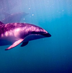 Kaikoura dolphin swimming 20JAN25