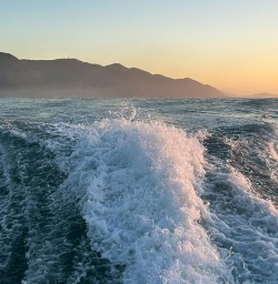 Kaikoura dolphin tour M03MAR25