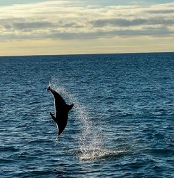 Kaikoura dolphin tour New Zealand 03FEB25 2