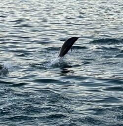 Kaikoura dolphins 17FEB25