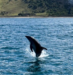 Kaikoura dolphins 24FEB25
