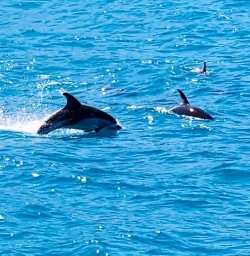 Kaikoura dolphins GE10FEB25