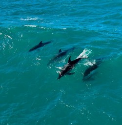 Kaikoura dusky dolphins 24MAR25