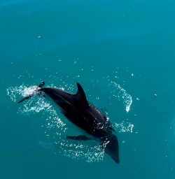 Kaikoura dusky dolphins G10MAR25