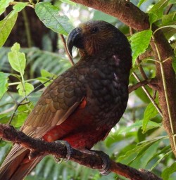 Kaka Sanctuary Mountain Maungatautari 