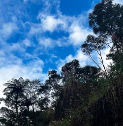 Karangahake 18FEB25