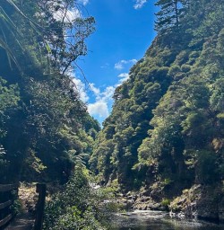 Karangahake Gorge forest 210125