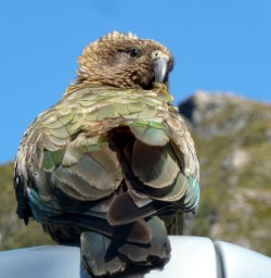 Wildlife New Zealand- Kea at Arthur's Pass