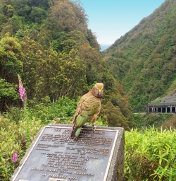 Kea at Arthurs Pass Lookout