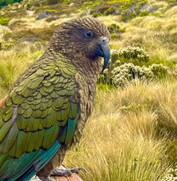 Kea Bird at the Luxmore Hut on the Kepler Track 170125 1