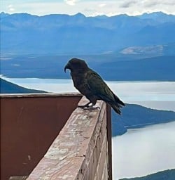 Kea Bird sitting at the Luxmore Hut ont the Kepler Track 170125 9
