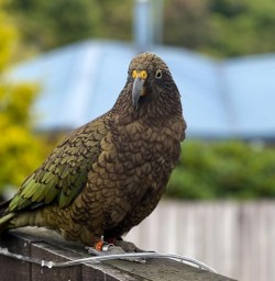 Kea bird 17FEB25