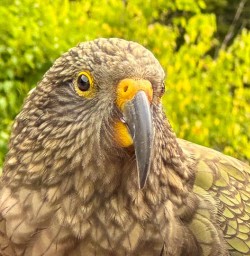 Kea bird 25FEB25