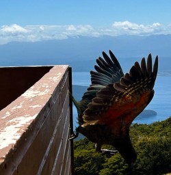 Kea bird on the Kepler track