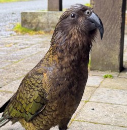 Kea in Fiordland RM03NOV25