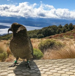 Kepler Track Cheeky Kea