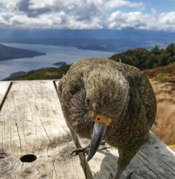 A cheeky Kea on the Kepler Track