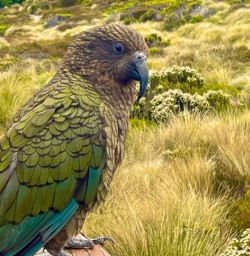 Kepler Track Kea 07FEB25