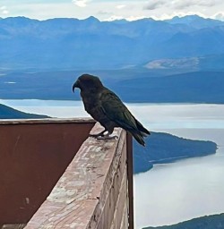 Kepler Track Kea Bird 07FEB25